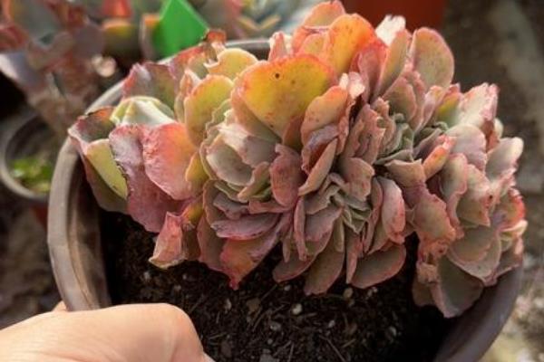 高砂之翁的叶插方法，用生根溶液浸泡后再栽种