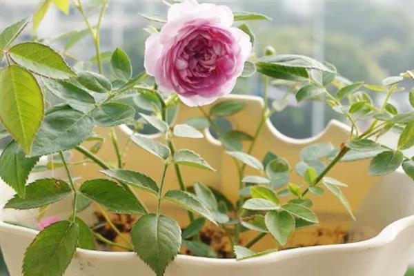 月季花叶子上长白灰的治疗方法，可能是感染上了白粉病