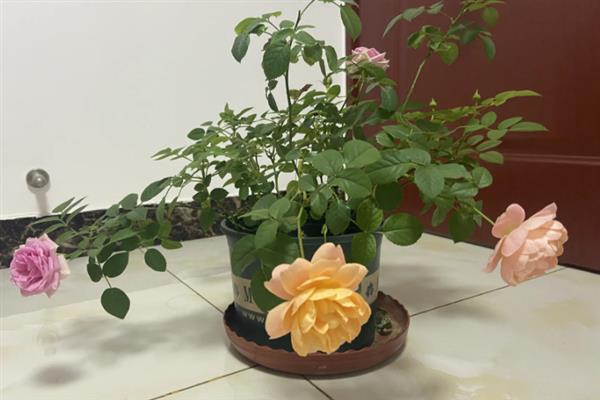 月季花叶子上长白灰的治疗方法，可能是感染上了白粉病