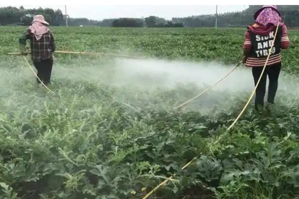 乙蒜素能防治西瓜的什么病害，对蔓枯病、果斑病、白粉病等病害均有效