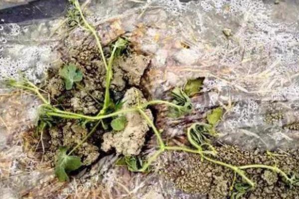 乙蒜素能防治西瓜的什么病害，对蔓枯病、果斑病、白粉病等病害均有效