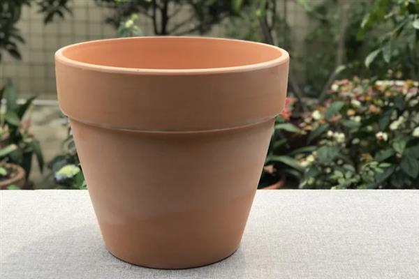 虎皮兰的别称，被称作为虎尾兰或者千岁兰