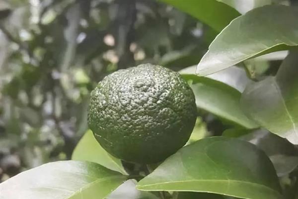 柑桔皮厚的原因，可能是结果枝生长过旺所致