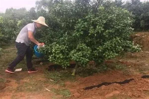 柑桔皮厚的原因，可能是结果枝生长过旺所致