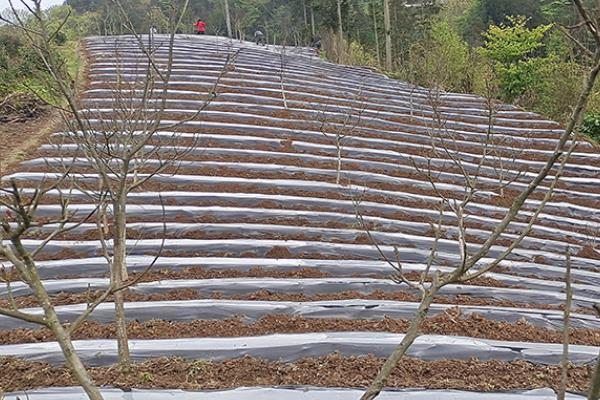 春胡萝卜的种植时间，在2月底至3月初进行播种