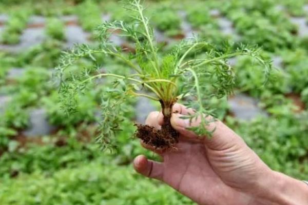 春胡萝卜的种植时间，在2月底至3月初进行播种