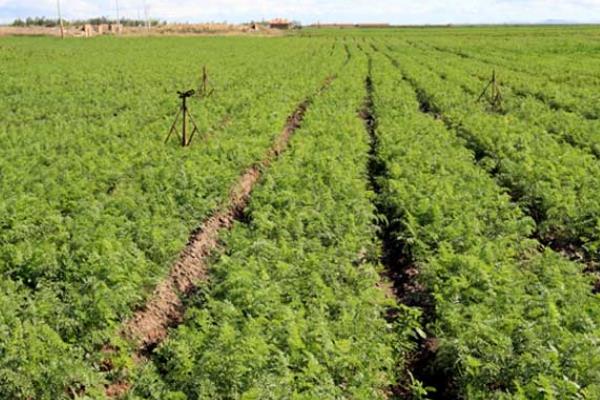 春胡萝卜的种植时间，在2月底至3月初进行播种