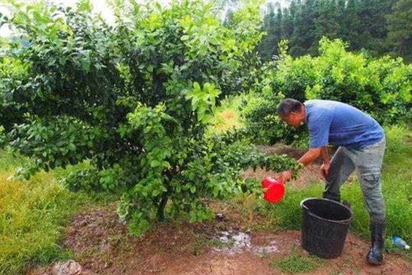 葡萄柚的种植方法，适合生长在较为湿润的生长环境中