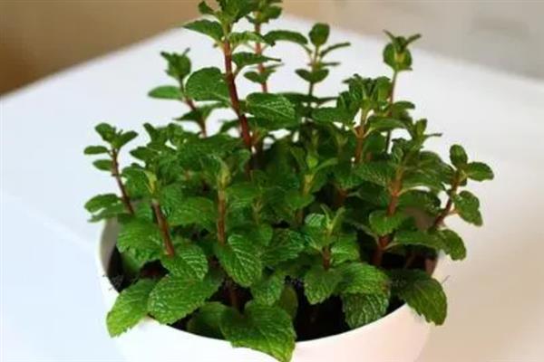 在室内养薄荷好不好，能起到提神醒脑、杀菌驱蚊的效果