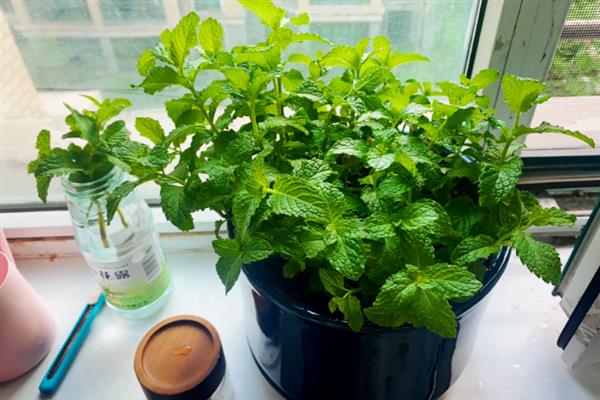 在室内养薄荷好不好，能起到提神醒脑、杀菌驱蚊的效果