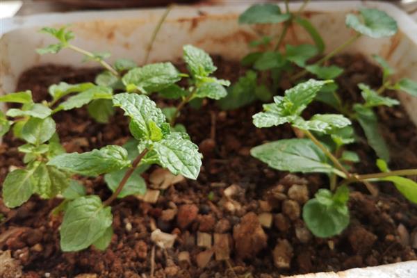 在室内养薄荷好不好，能起到提神醒脑、杀菌驱蚊的效果