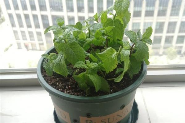 在室内养薄荷好不好，能起到提神醒脑、杀菌驱蚊的效果