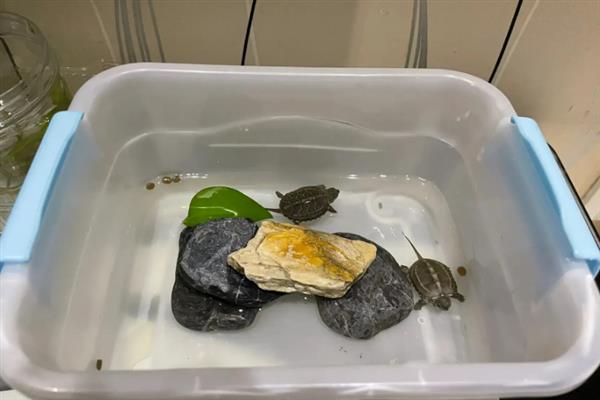 幼龟的饲料如何选，需喂乌龟专用的饲料
