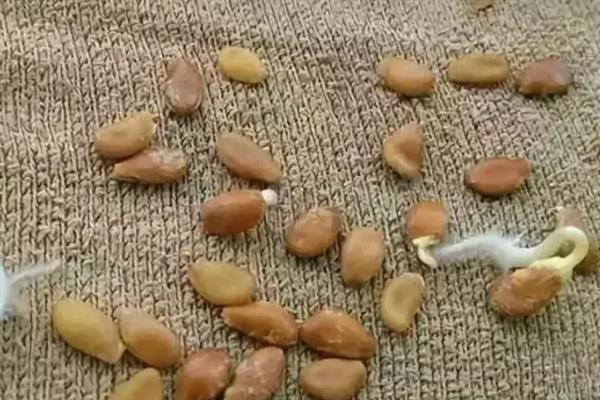 干葫芦籽的催芽方法，以下4种方式均可采取