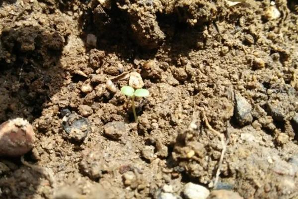 干葫芦籽的催芽方法，以下4种方式均可采取