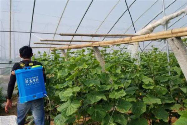 黄瓜为什么有花无瓜，植株体内的细胞分裂失调是主因