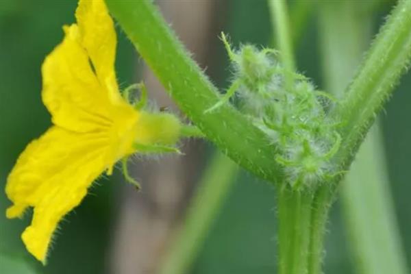 黄瓜为什么有花无瓜，植株体内的细胞分裂失调是主因