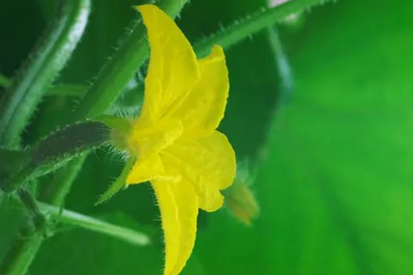 黄瓜为什么有花无瓜，植株体内的细胞分裂失调是主因
