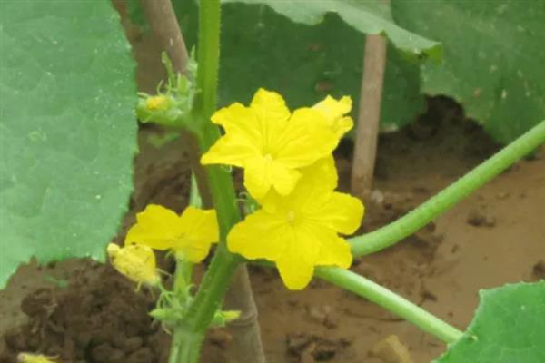 黄瓜为什么有花无瓜，植株体内的细胞分裂失调是主因