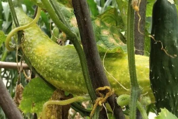 黄瓜为什么有花无瓜，植株体内的细胞分裂失调是主因