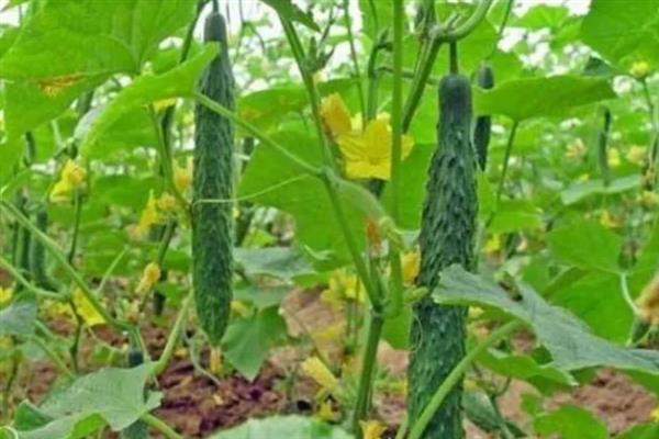 黄瓜为什么有花无瓜，植株体内的细胞分裂失调是主因
