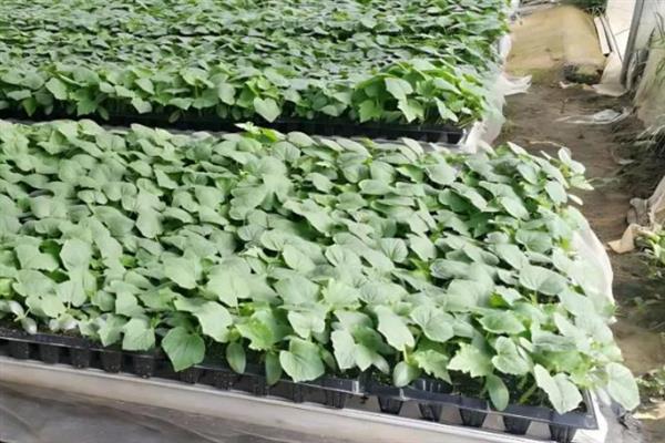 黄瓜为什么有花无瓜，植株体内的细胞分裂失调是主因