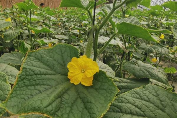 黄瓜为什么有花无瓜，植株体内的细胞分裂失调是主因