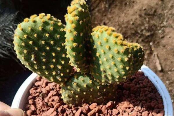 黄毛掌的修剪方法，花期结束后剪除残花即可