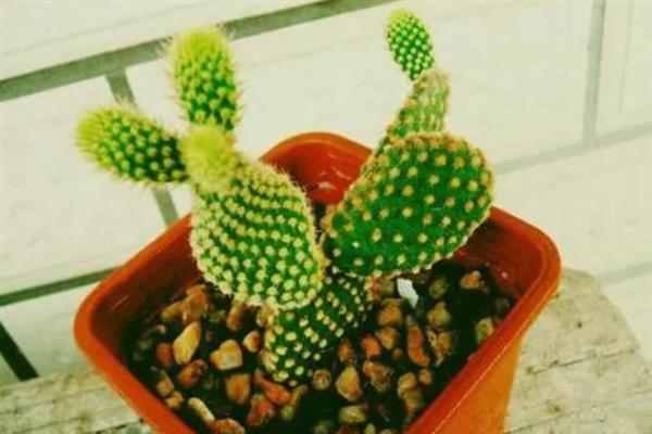黄毛掌的修剪方法，花期结束后剪除残花即可