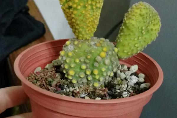 黄毛掌的修剪方法，花期结束后剪除残花即可