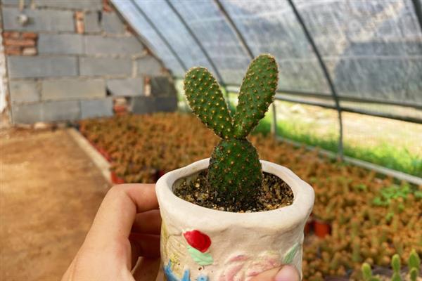黄毛掌的修剪方法，花期结束后剪除残花即可