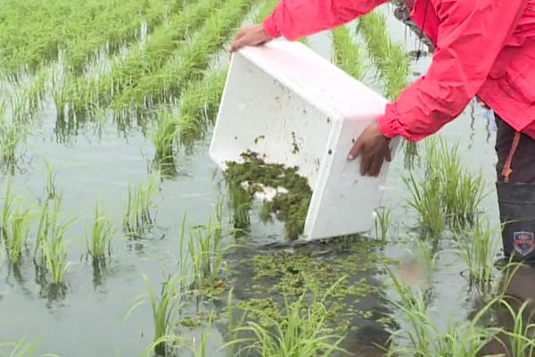 虾稻田冬季肥水方法，追施可溶性高的有机肥具有明显的效果