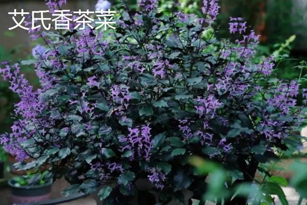 吸毒草能吸甲醛吗，能一定程度上吸甲醛