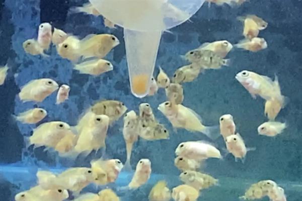 怎么养小鹦鹉鱼，水温要控制在25-27℃