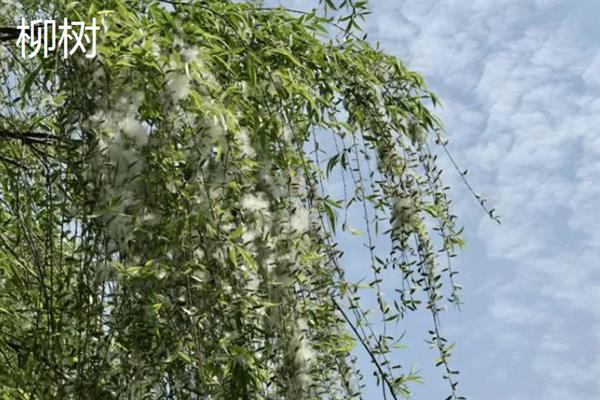 靠风传播种子的植物有哪些，有柳树、芦苇和蒲公英等