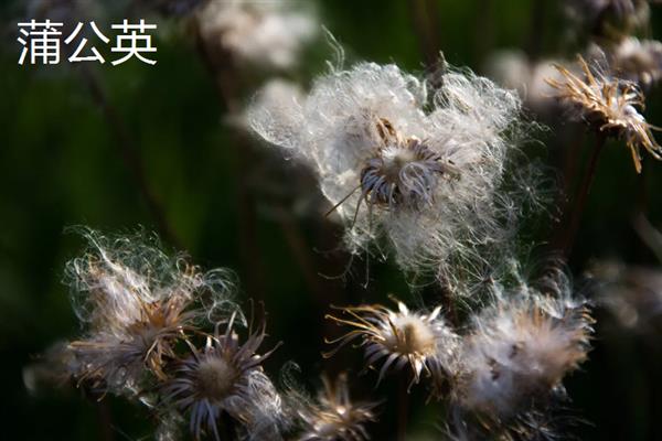 靠风传播种子的植物有哪些，有柳树、芦苇和蒲公英等