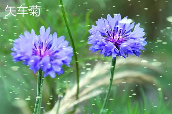 靠风传播种子的植物有哪些，有柳树、芦苇和蒲公英等