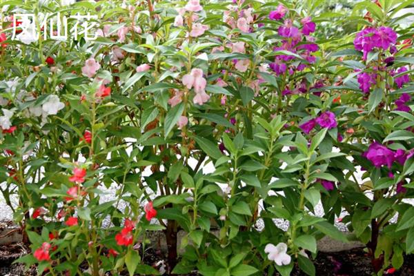 靠风传播种子的植物有哪些，有柳树、芦苇和蒲公英等