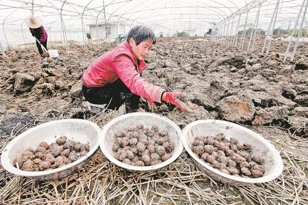荸荠在几月份上市，在12月至来年的3月份上市