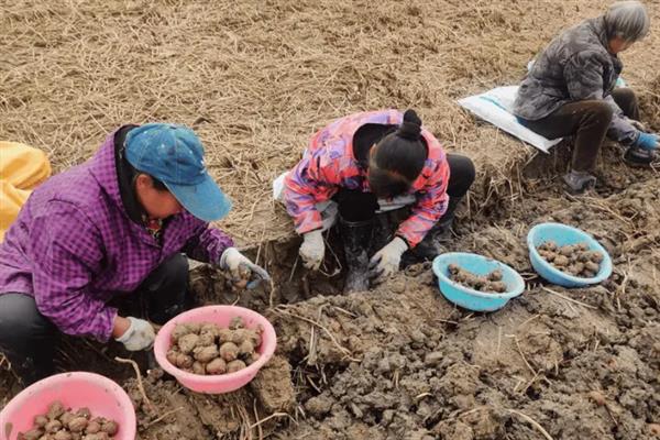荸荠在几月份上市，在12月至来年的3月份上市