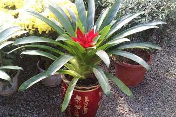鸿运当头小苗多久开花，一般需要4-12个月