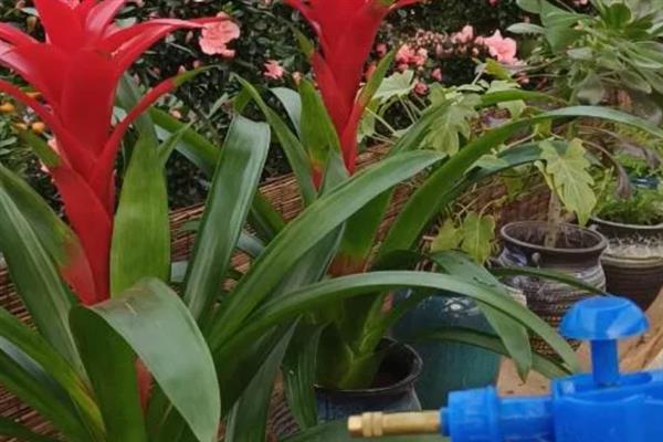 鸿运当头小苗多久开花，一般需要4-12个月