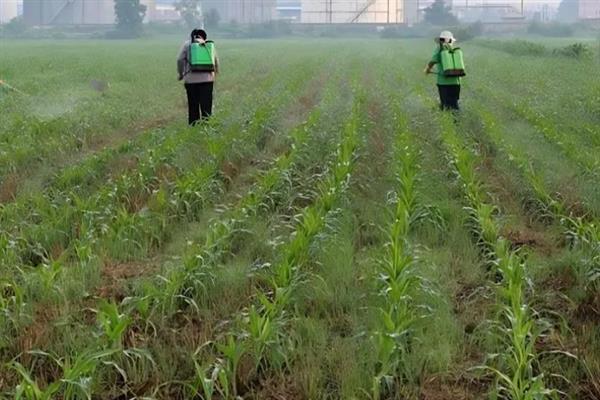 玉米从哪里抽穗，茎秆顶端可抽出雄穗