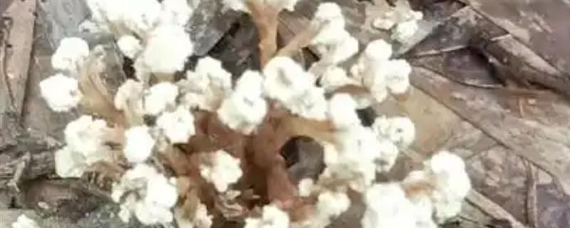 金蝉花的种植方法，首先要去捕捉金蝉