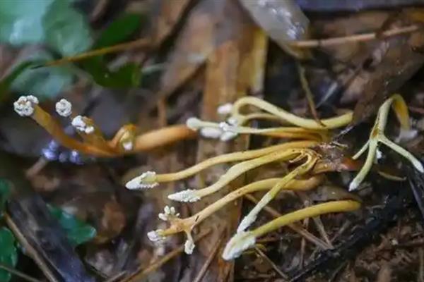 金蝉花的种植方法，首先要去捕捉金蝉