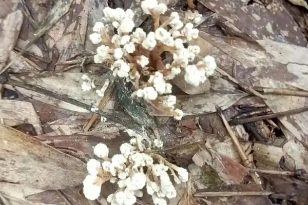 金蝉花的种植方法，首先要去捕捉金蝉