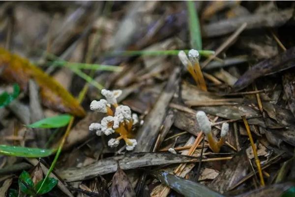 金蝉花的种植方法，首先要去捕捉金蝉