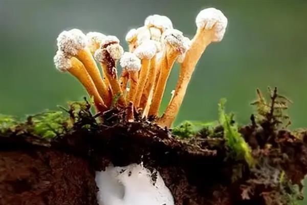 金蝉花的种植方法，首先要去捕捉金蝉