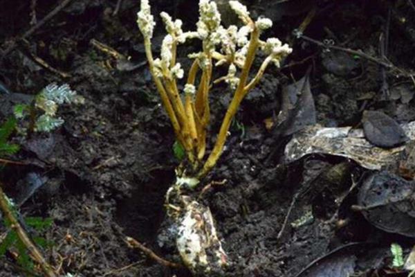 金蝉花的种植方法，首先要去捕捉金蝉