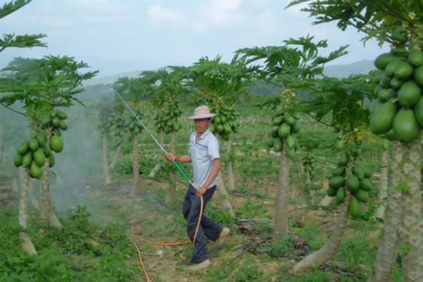 在北方怎么养护木瓜树，提供足够的光照可促进光合作用